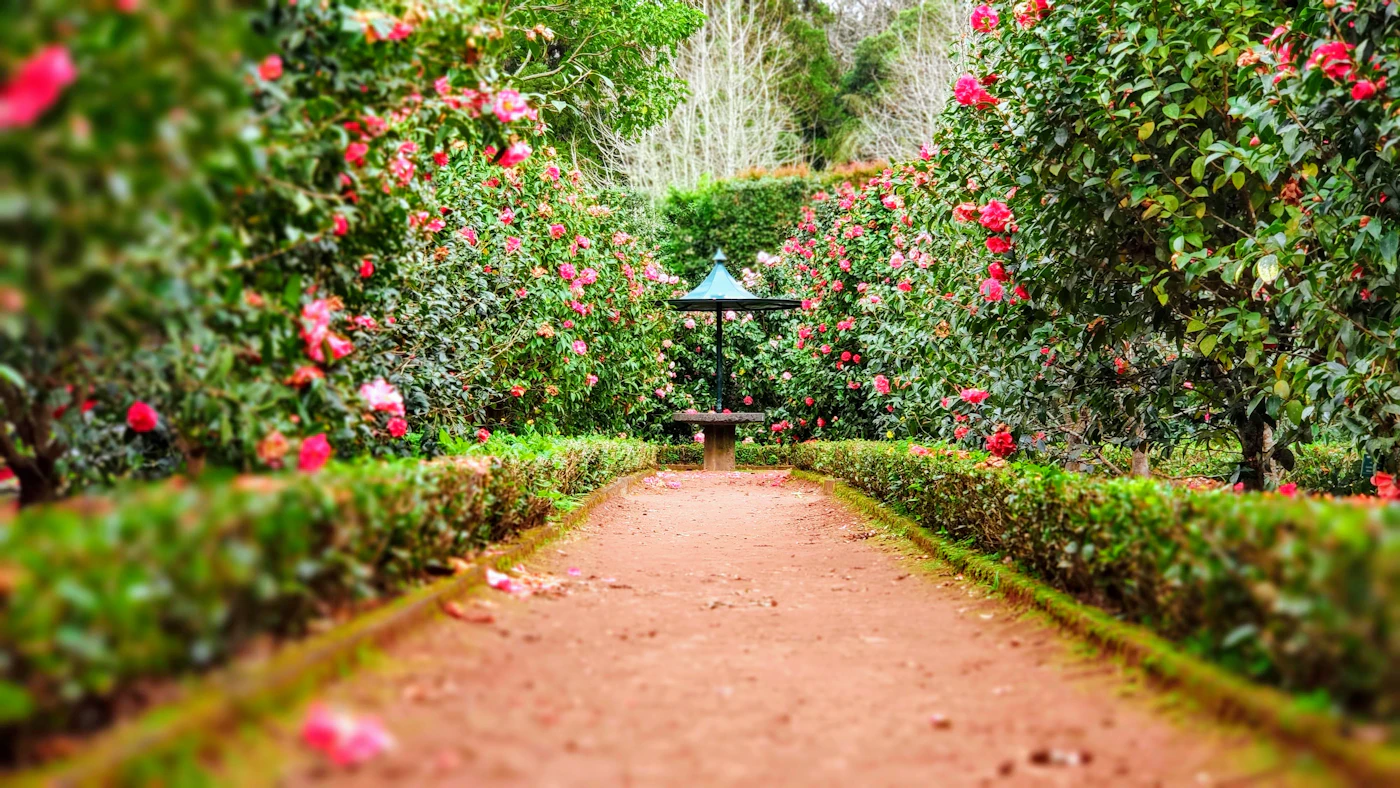 A hedged garden path lined with flowering roses