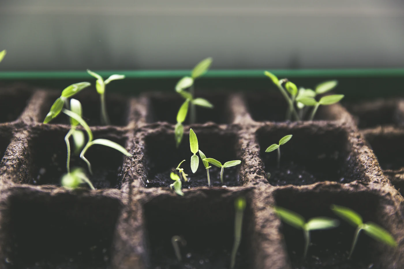 Young seedlings in a nursery tray